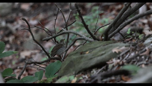 Bicknell's Thrush - ML619123695