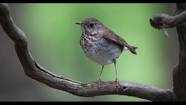 Bicknell's Thrush - ML619123696