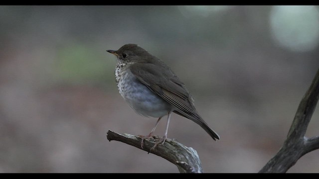 Bicknell's Thrush - ML619123697