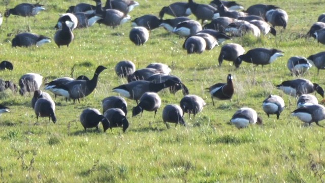 Red-breasted Goose - ML619123703