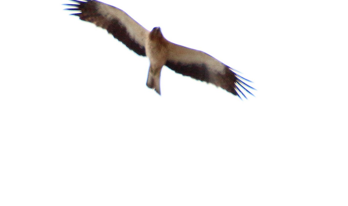 Booted Eagle - bousquet francois