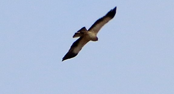 Booted Eagle - ML619123712