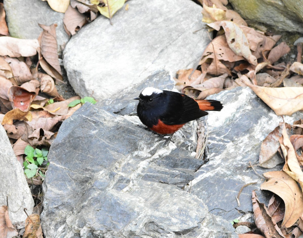 White-capped Redstart - SHIRISH GAJARALWAR
