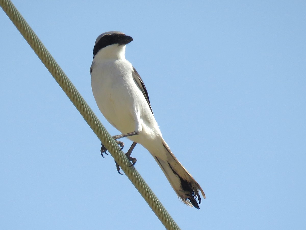 Great Gray Shrike (Arabian) - ML619123716