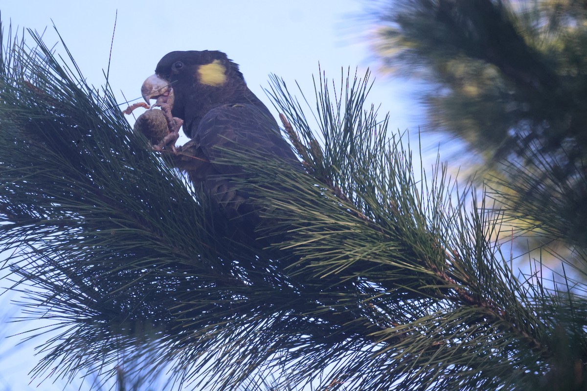 Yellow-tailed Black-Cockatoo - ML619123728