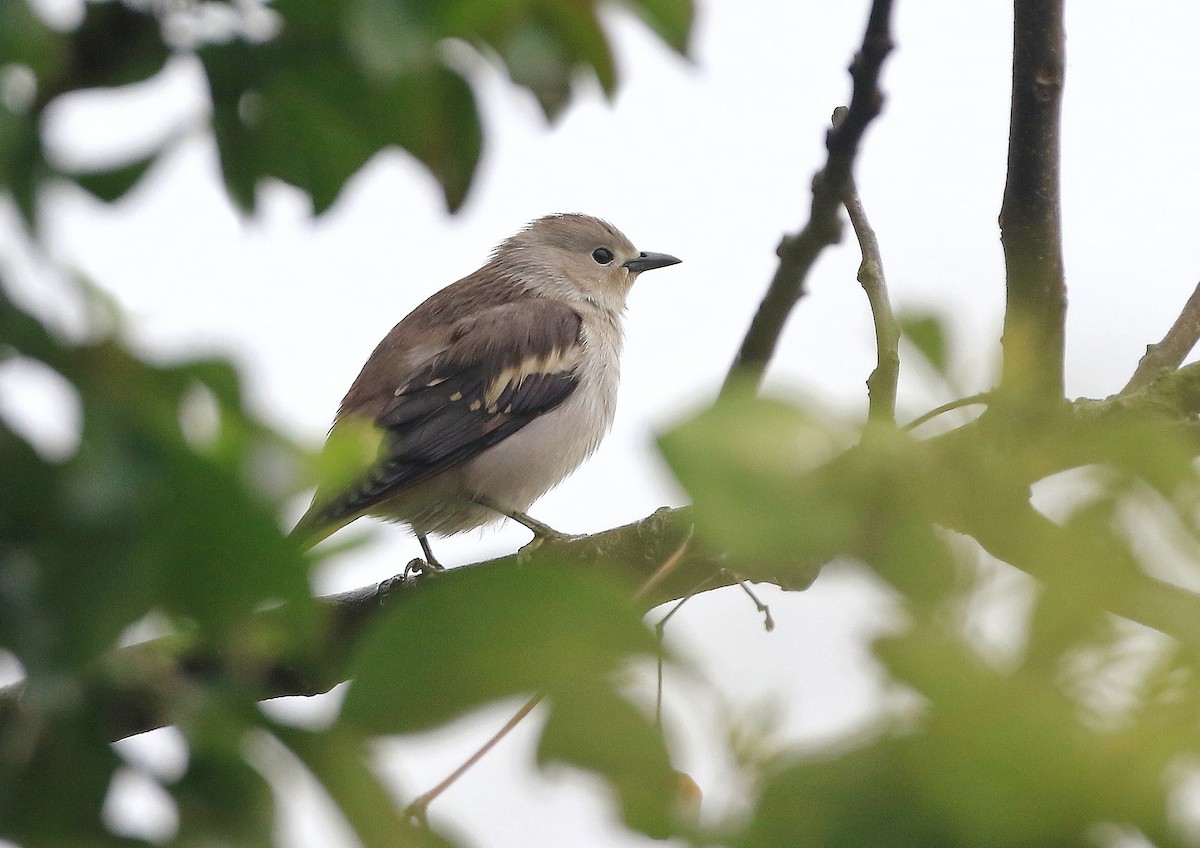 Daurian Starling - ML619123730