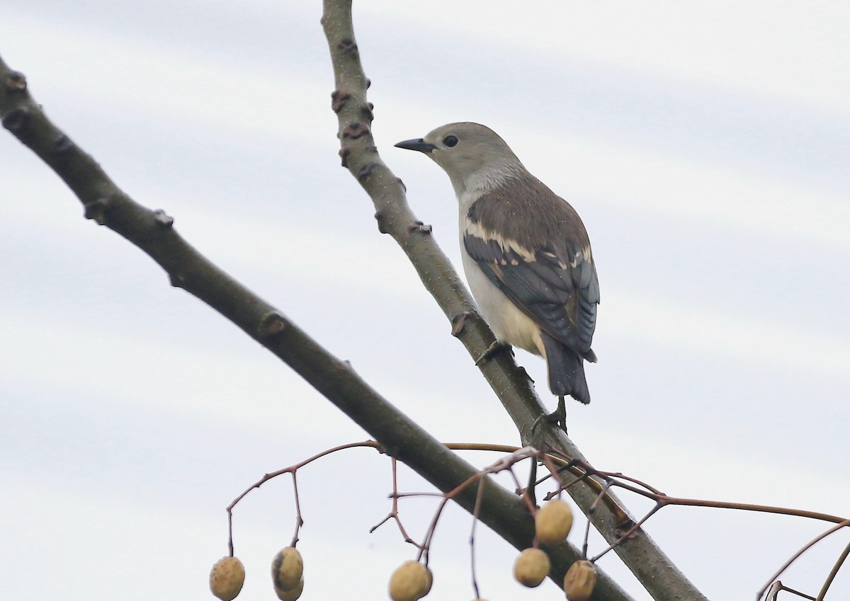 Daurian Starling - 浙江 重要鸟讯汇整