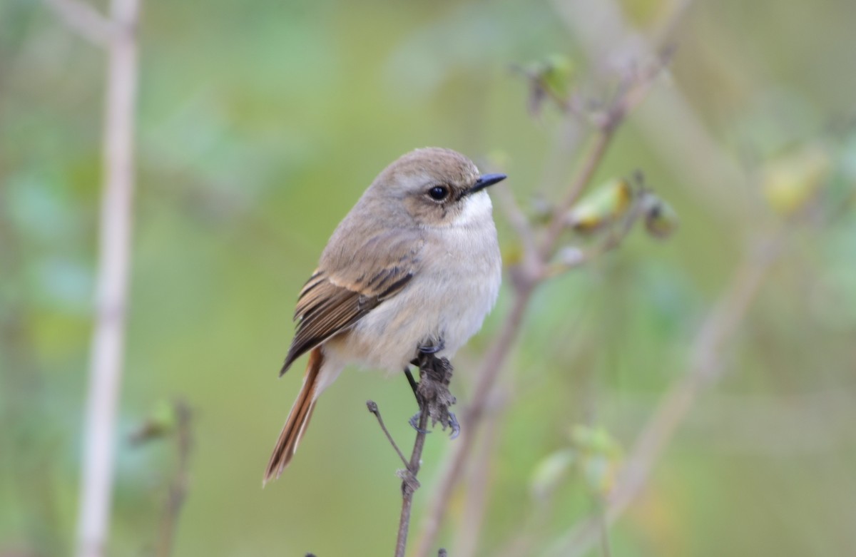 Gray Bushchat - SHIRISH GAJARALWAR