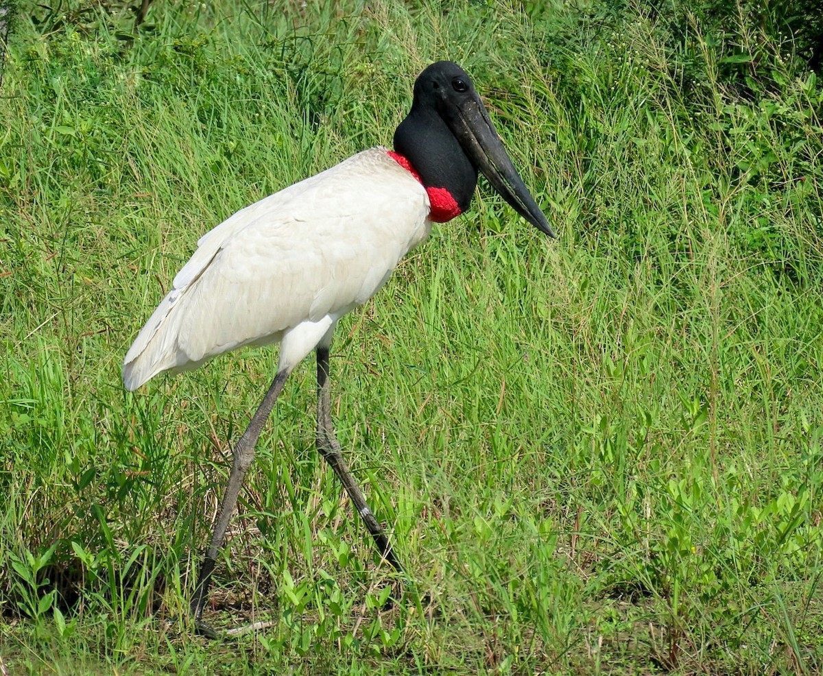 Wood Stork - Patty González CON