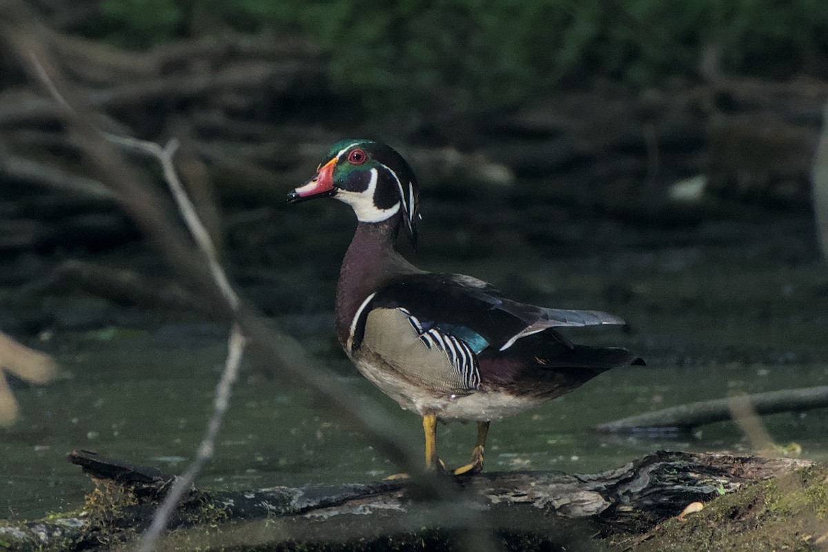 Wood Duck - ML619123764