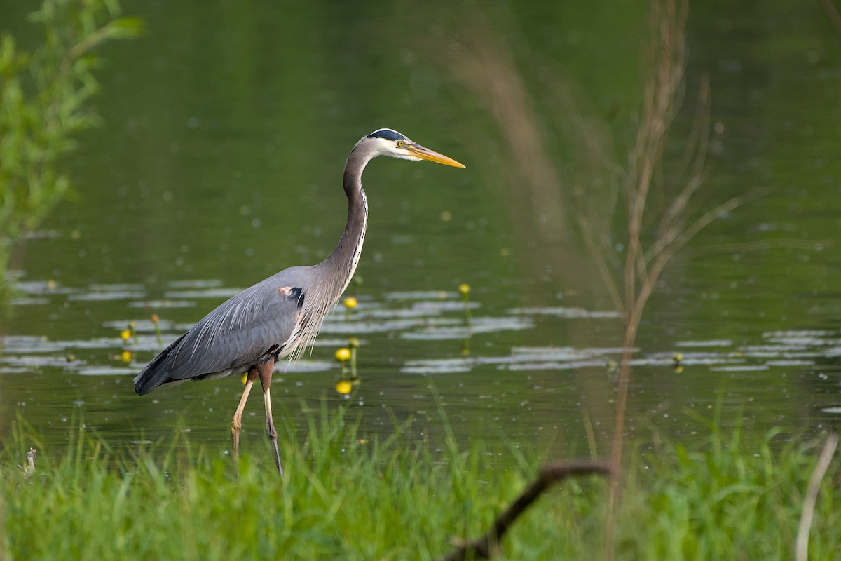 Great Blue Heron - Meaghan Richard