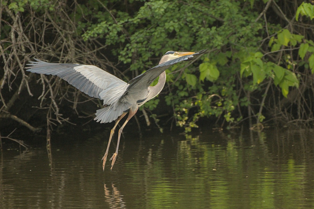 Great Blue Heron - ML619123771