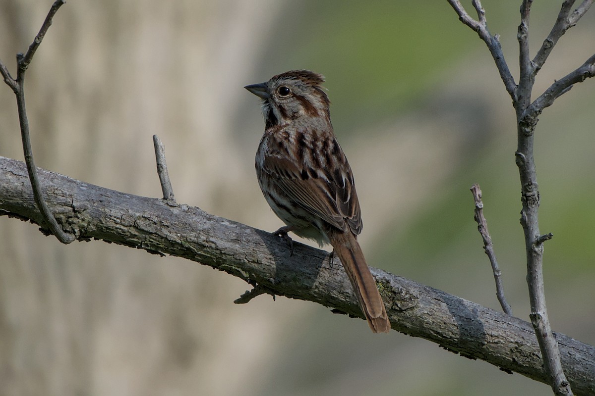 Song Sparrow - Meaghan Richard