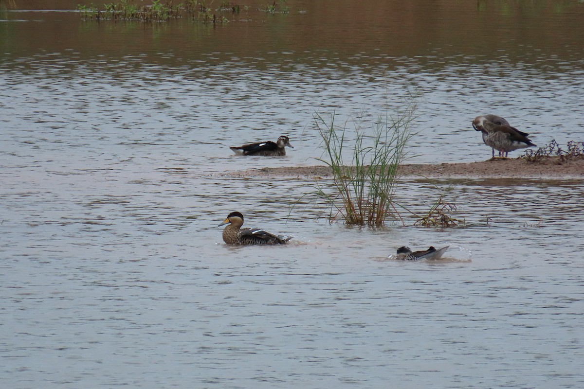 Silver Teal - Patty González CON