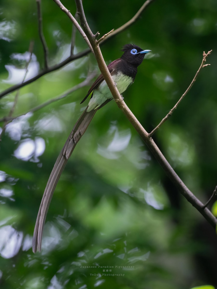 Black Paradise-Flycatcher - 浙江 重要鸟讯汇整