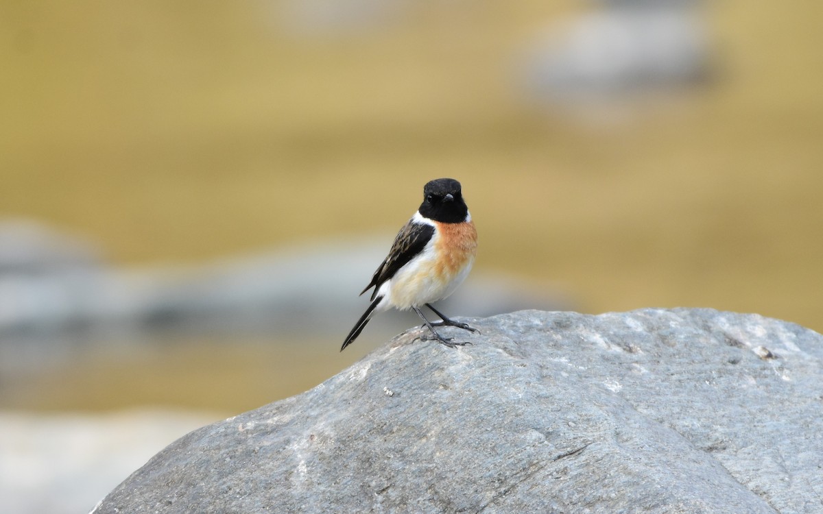 Siberian Stonechat - SHIRISH GAJARALWAR