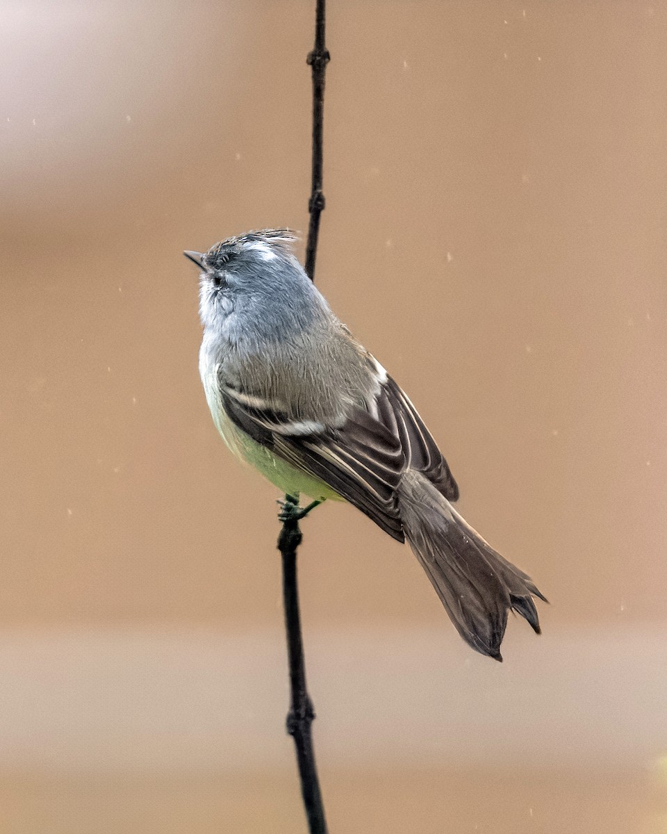 White-crested Tyrannulet - Lupa Foto