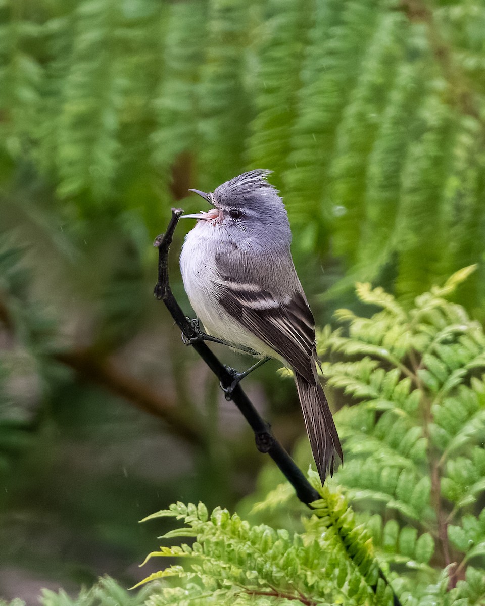 White-crested Tyrannulet - Lupa Foto