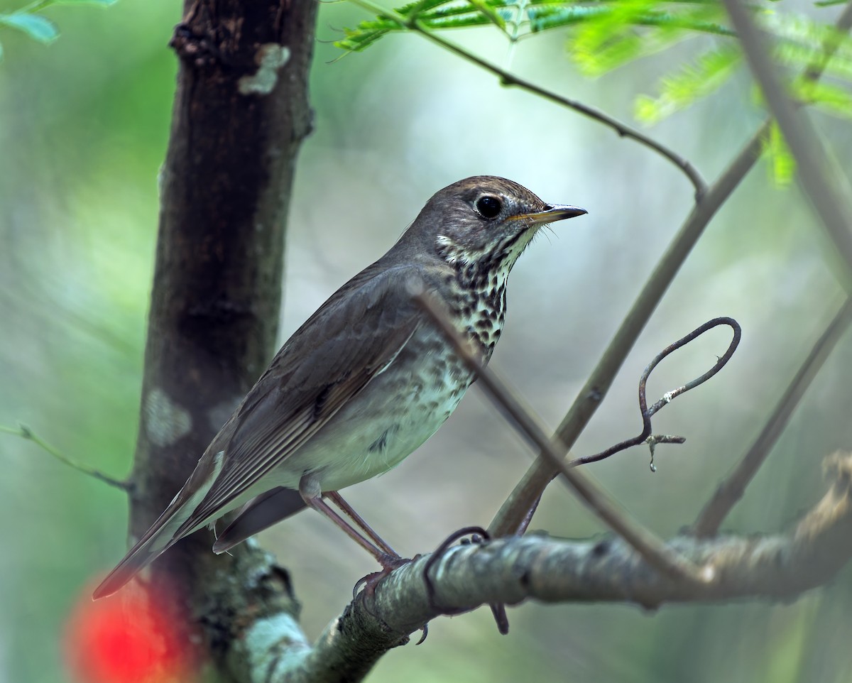 Gray-cheeked Thrush - Scott Berglund