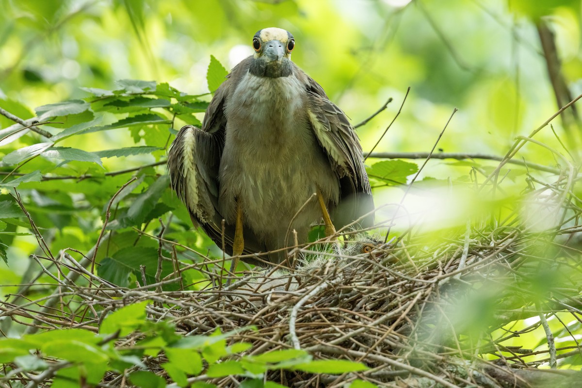 Yellow-crowned Night Heron - ML619123887