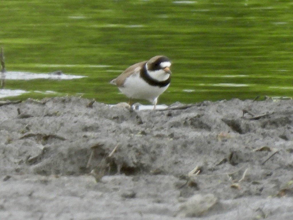 Semipalmated Plover - Jayne L