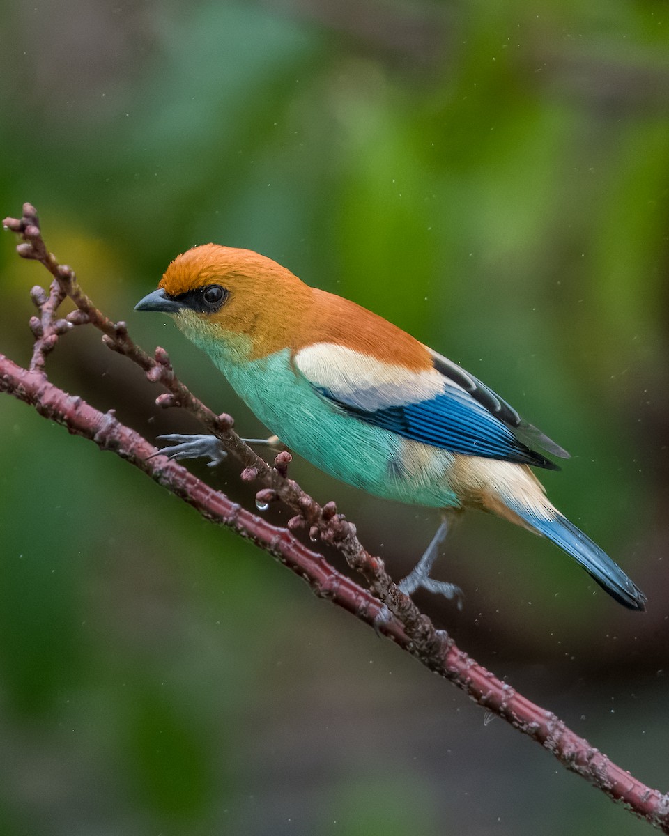 Chestnut-backed Tanager - Lupa Foto