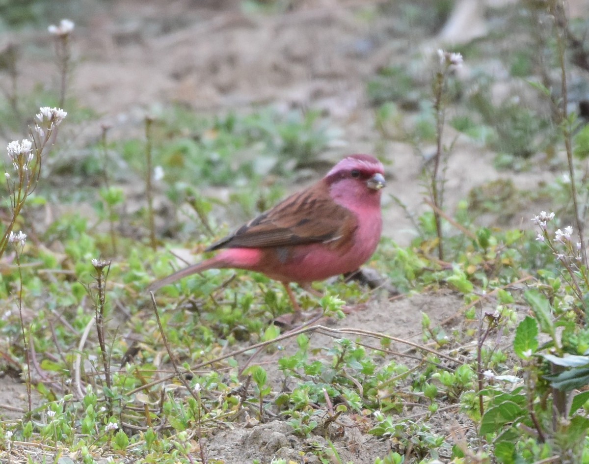 Pink-browed Rosefinch - SHIRISH GAJARALWAR