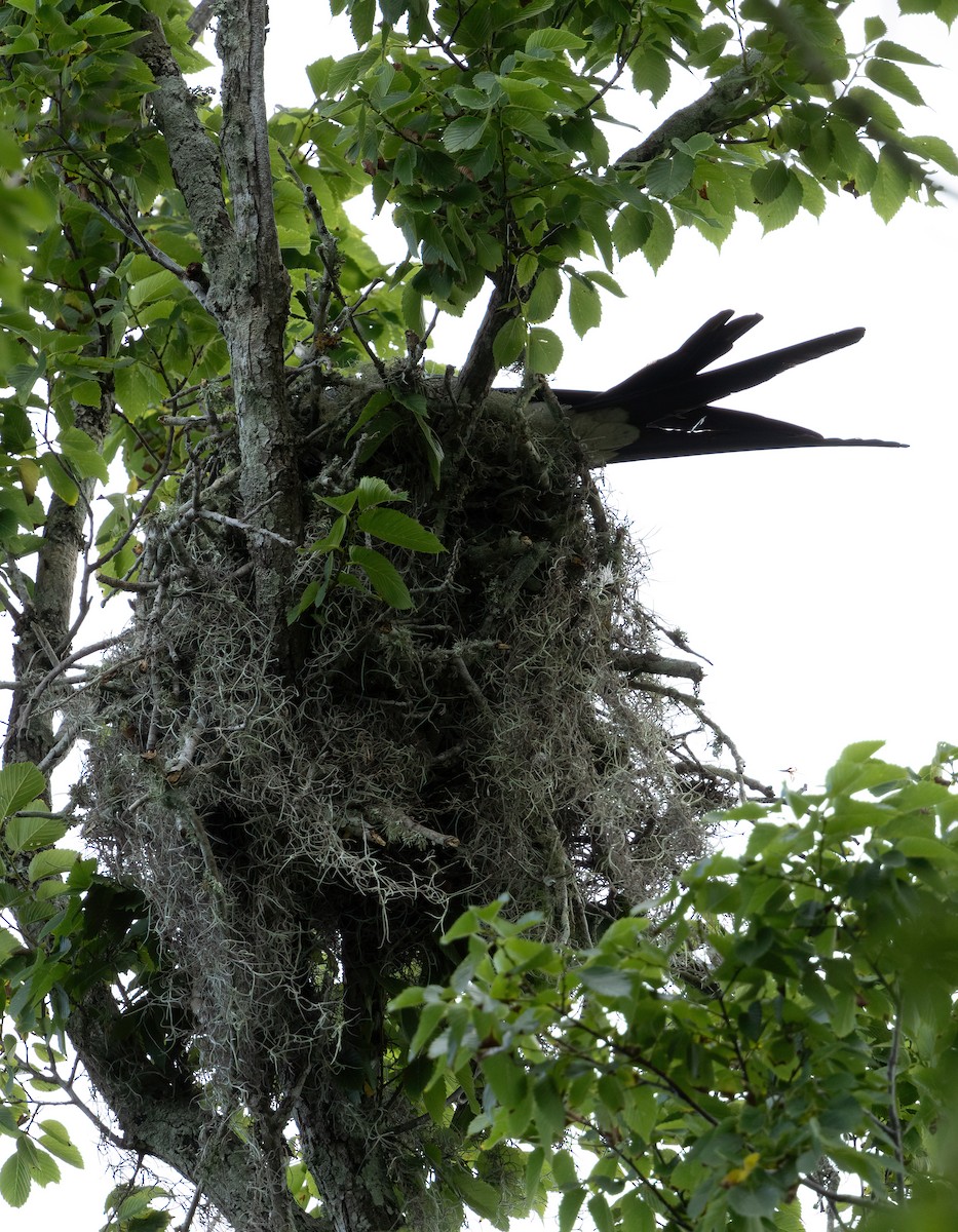 Swallow-tailed Kite - ML619123909