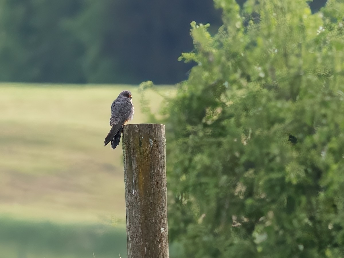 Red-footed Falcon - Stuart Spelling
