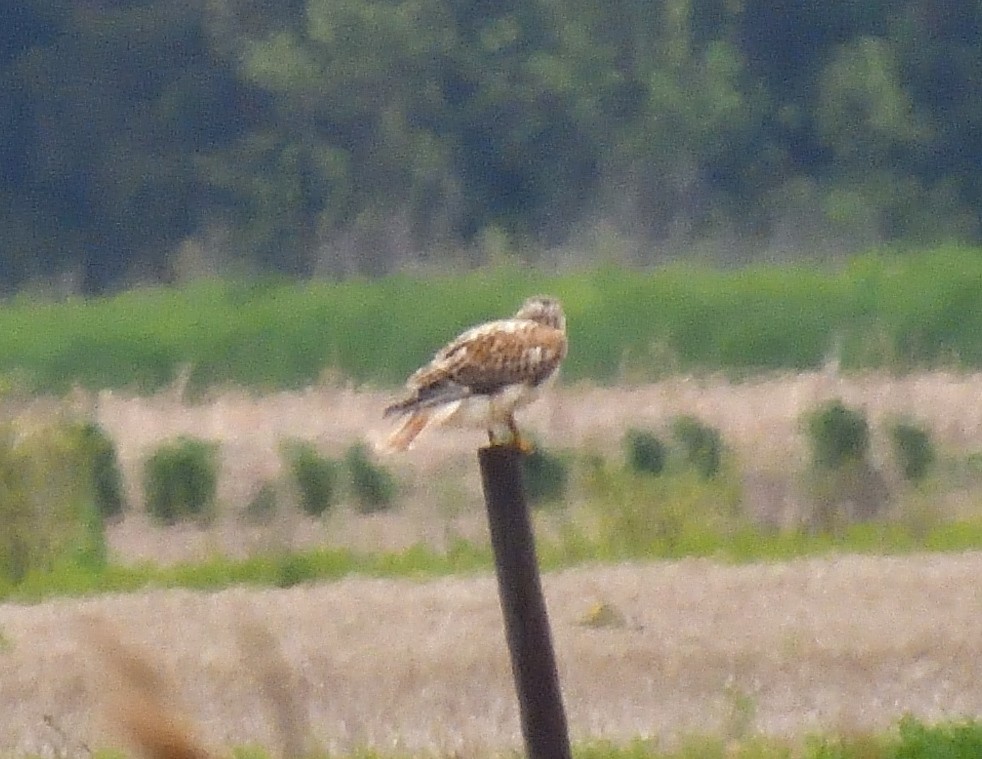 Ferruginous Hawk - Margaret Hough