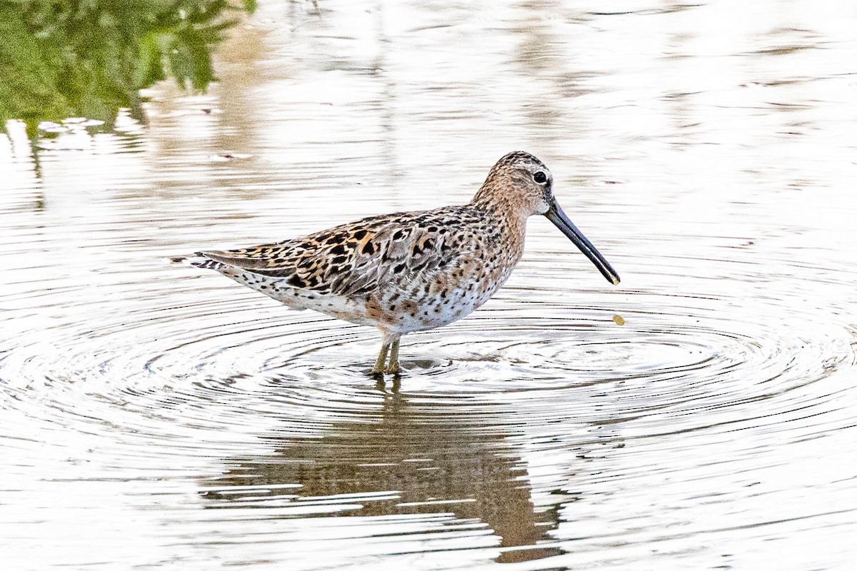 Short-billed Dowitcher - ML619123967