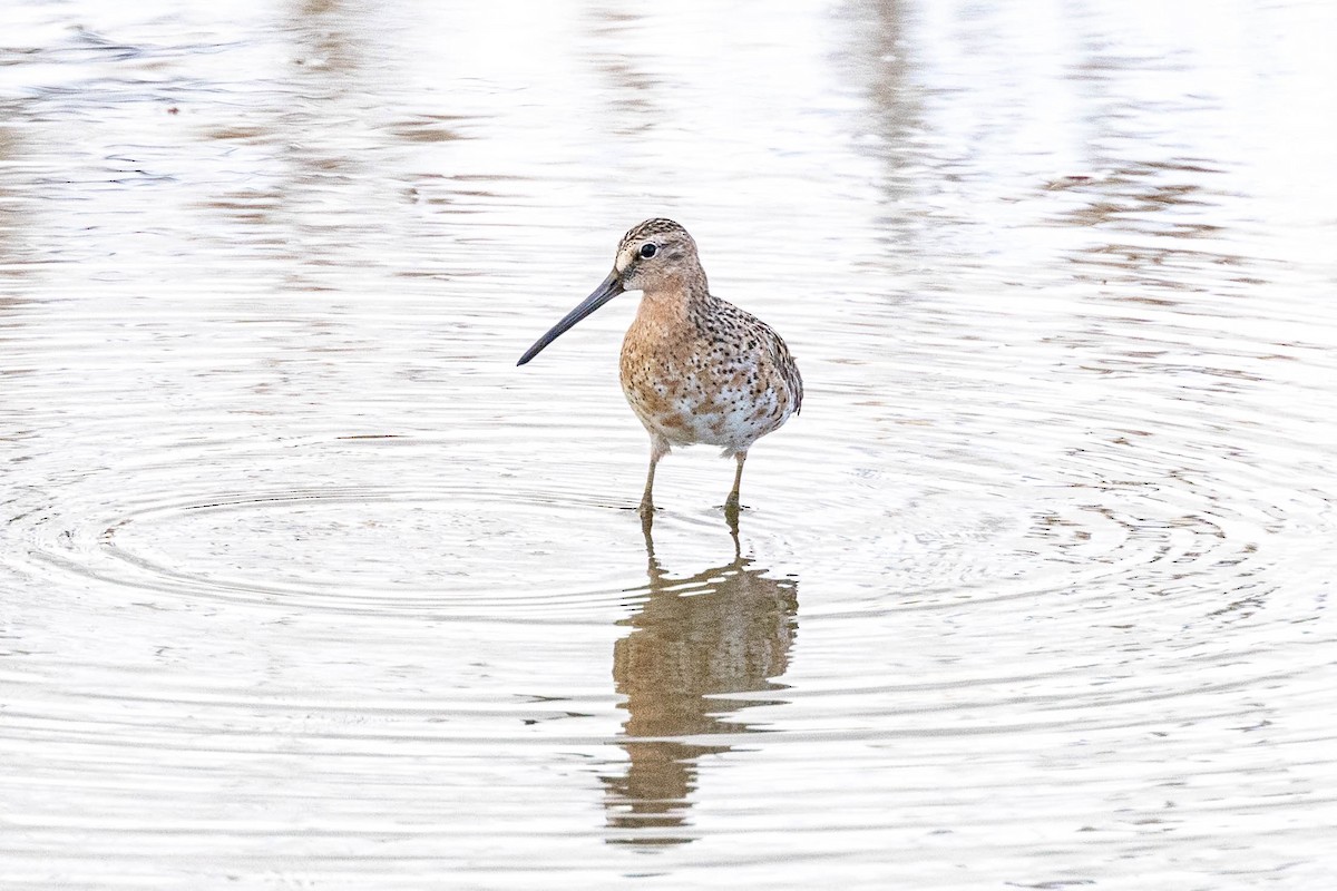 Short-billed Dowitcher - ML619123968