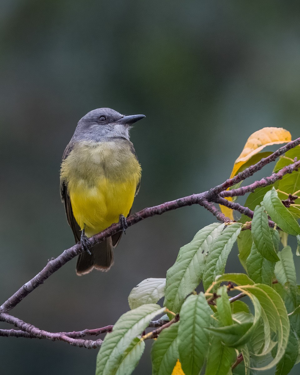 Tropical Kingbird - Lupa Foto