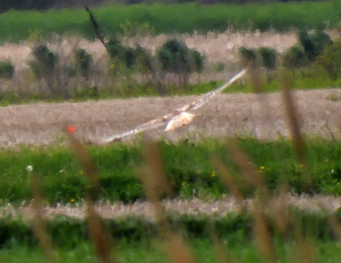 Ferruginous Hawk - Margaret Hough