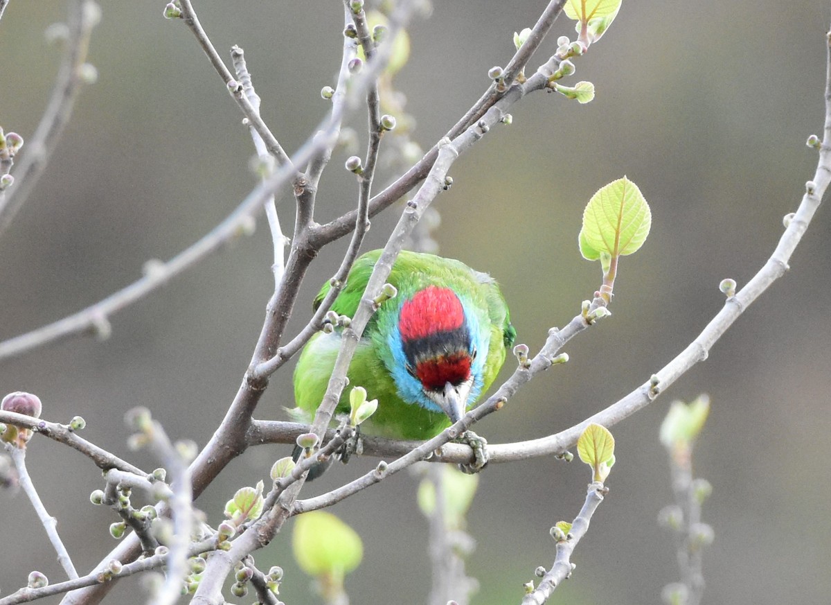 Blue-throated Barbet - SHIRISH GAJARALWAR