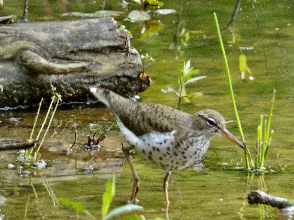 Spotted Sandpiper - Connee Chandler