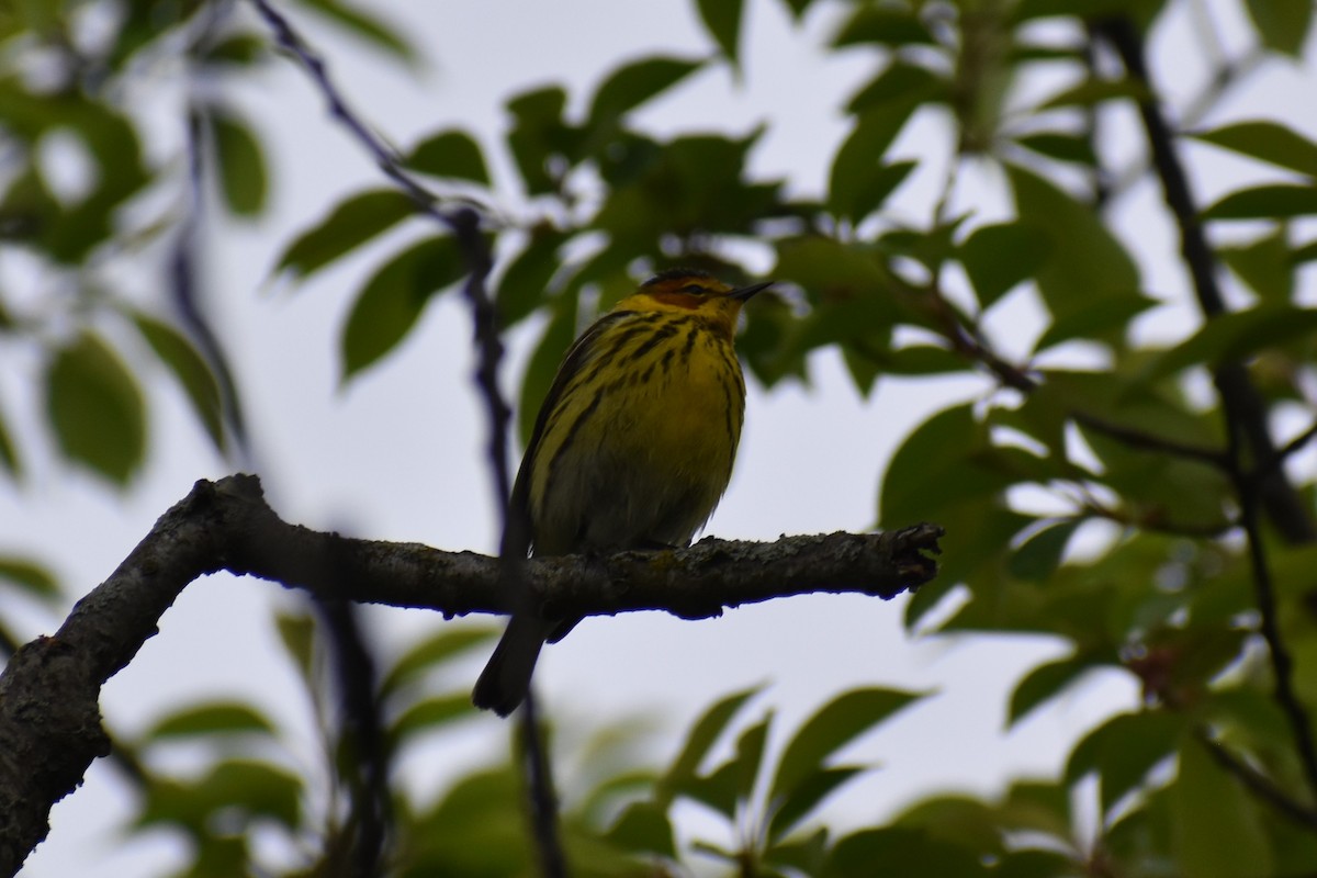 Cape May Warbler - ML619124008