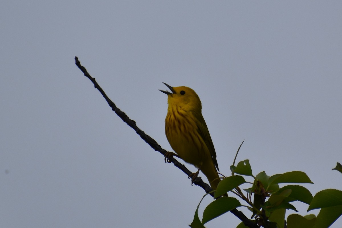 Yellow Warbler - ML619124025