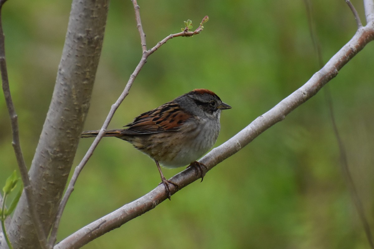 Swamp Sparrow - David Lichter