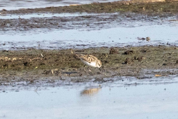 Semipalmated Sandpiper - Boni Edwards