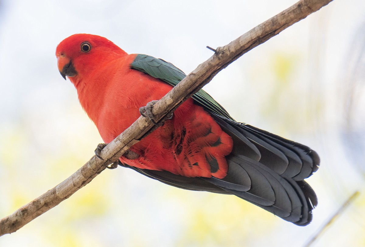 Australian King-Parrot - Philip Griffin