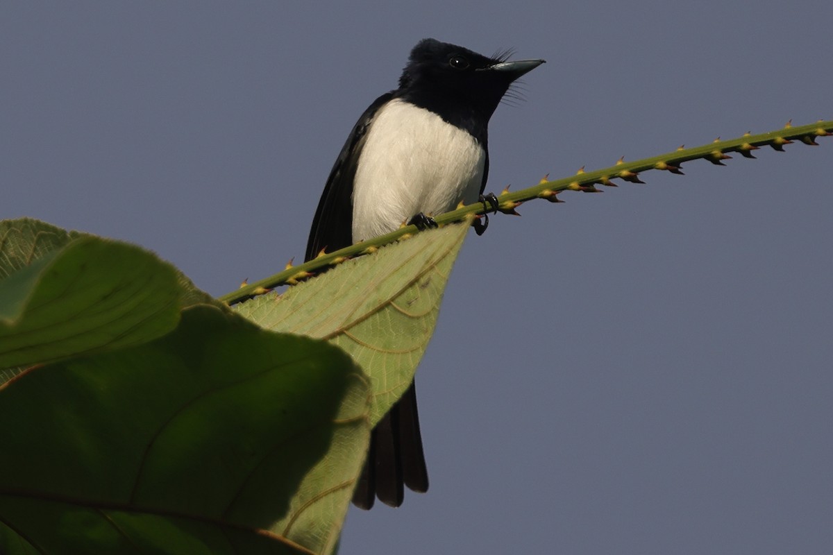 Steel-blue Flycatcher - Fabio Olmos