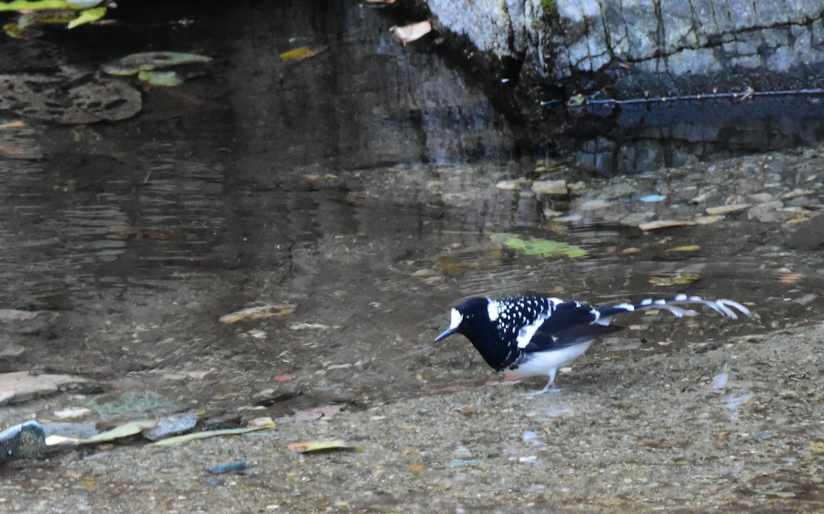 Spotted Forktail - SHIRISH GAJARALWAR