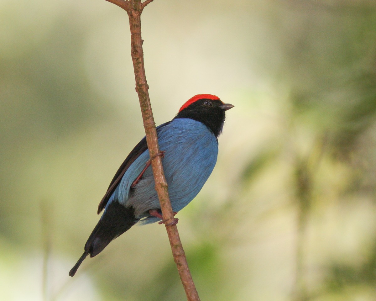 Swallow-tailed Manakin - Per Smith