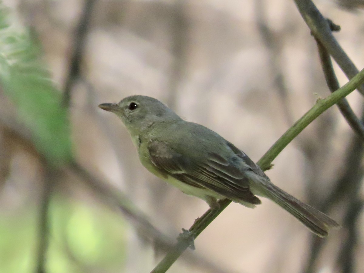 Bell's Vireo - Carol Comeau