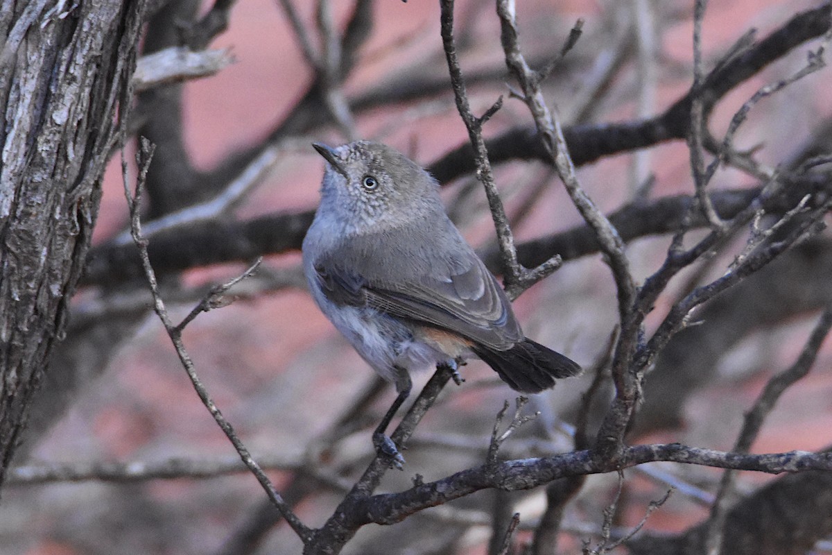 Chestnut-rumped Thornbill - Jeremy Petho