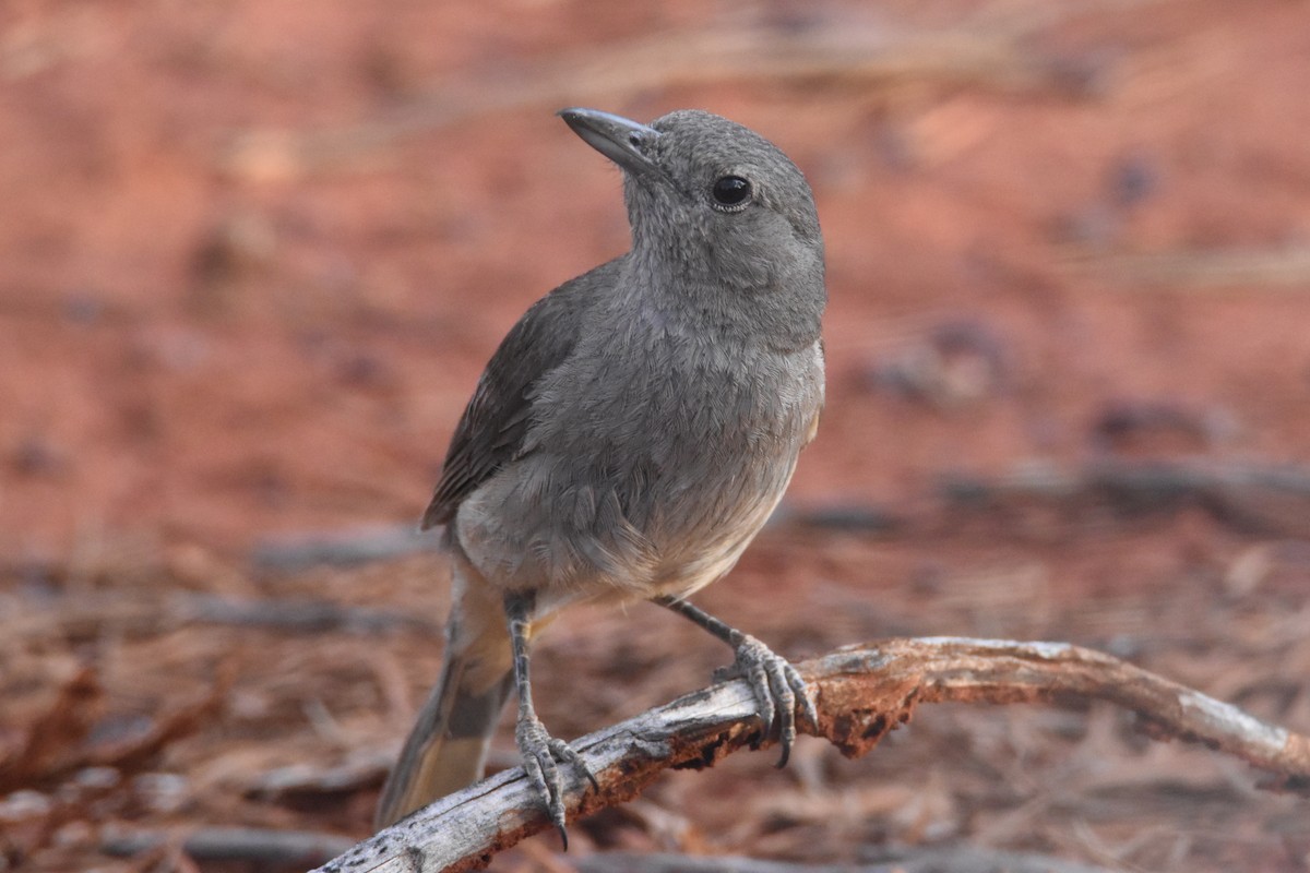 Gray Shrikethrush - ML619124135