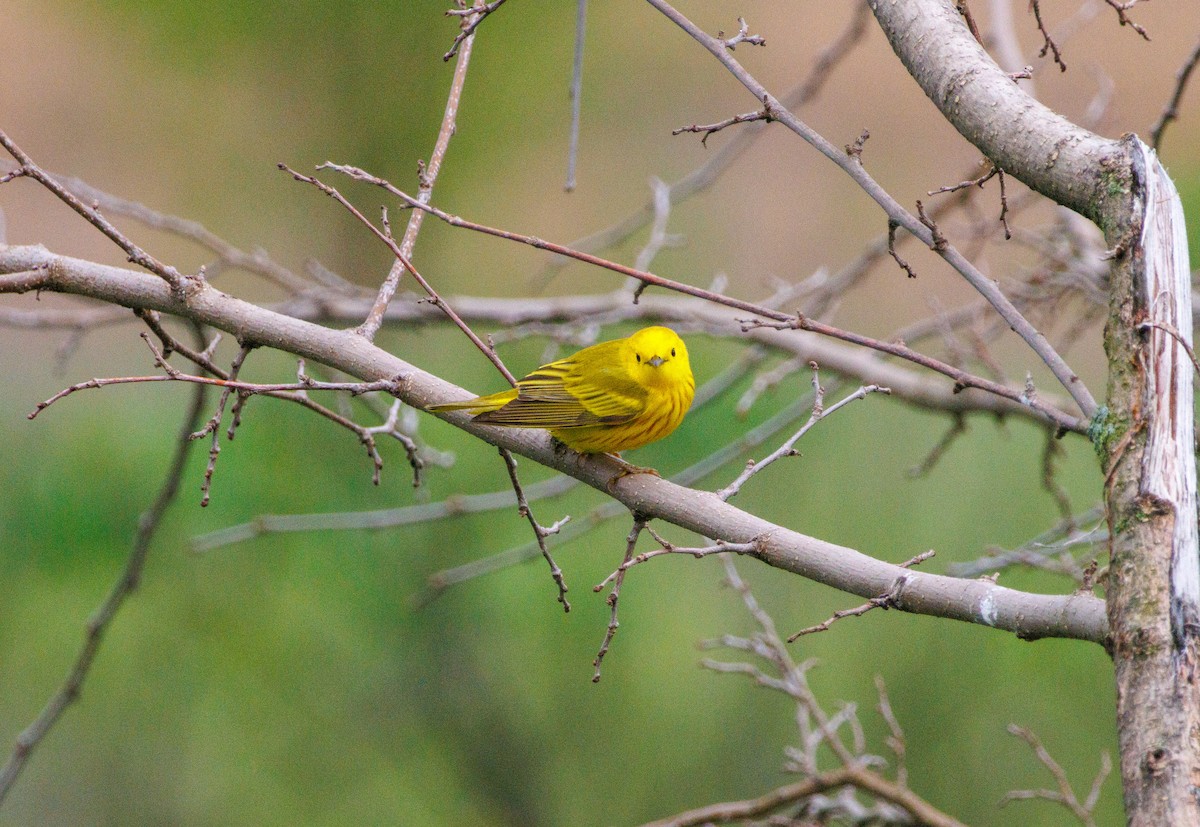 Yellow Warbler - Russell Lamb