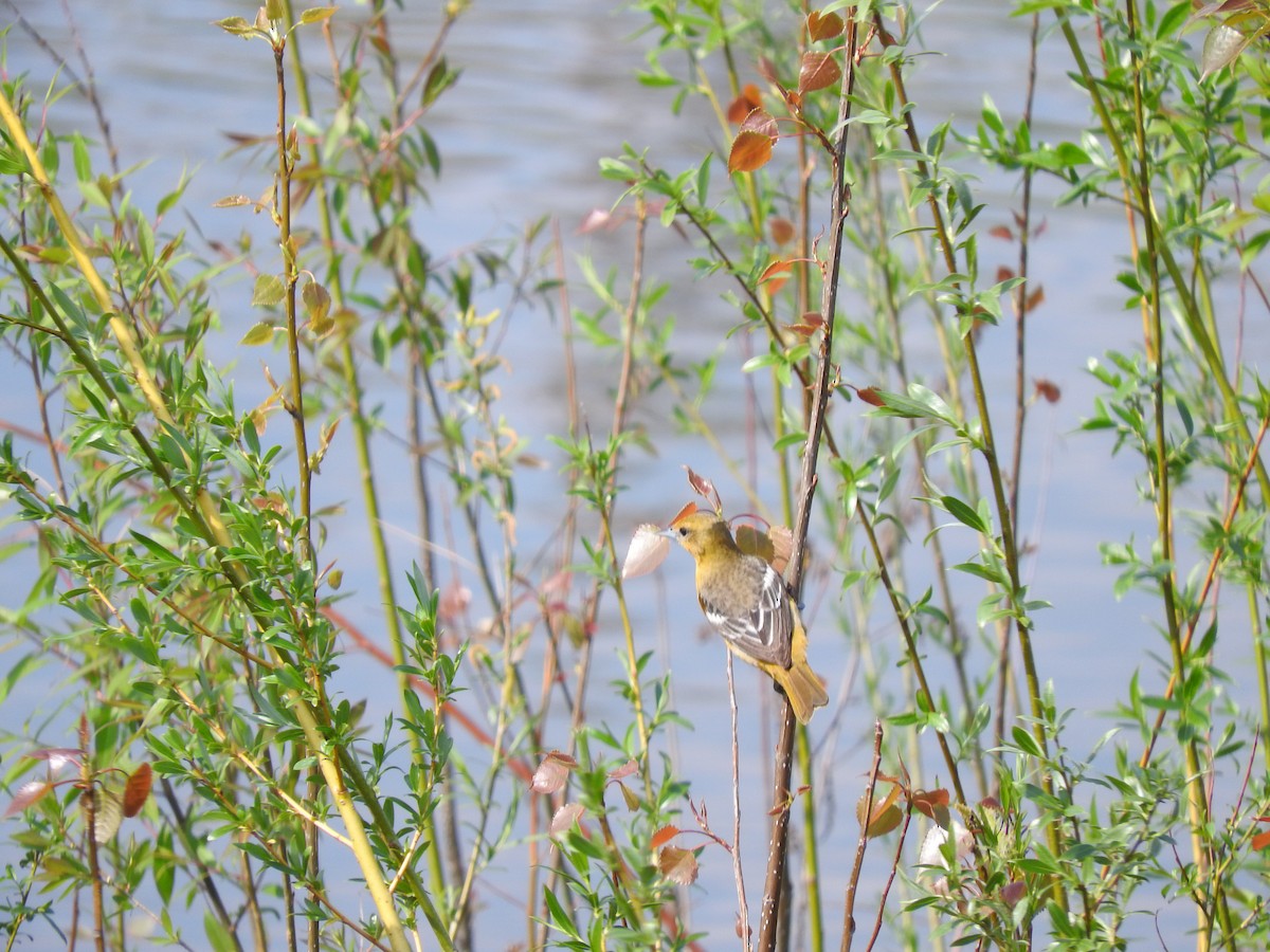 Baltimore Oriole - ML619124173