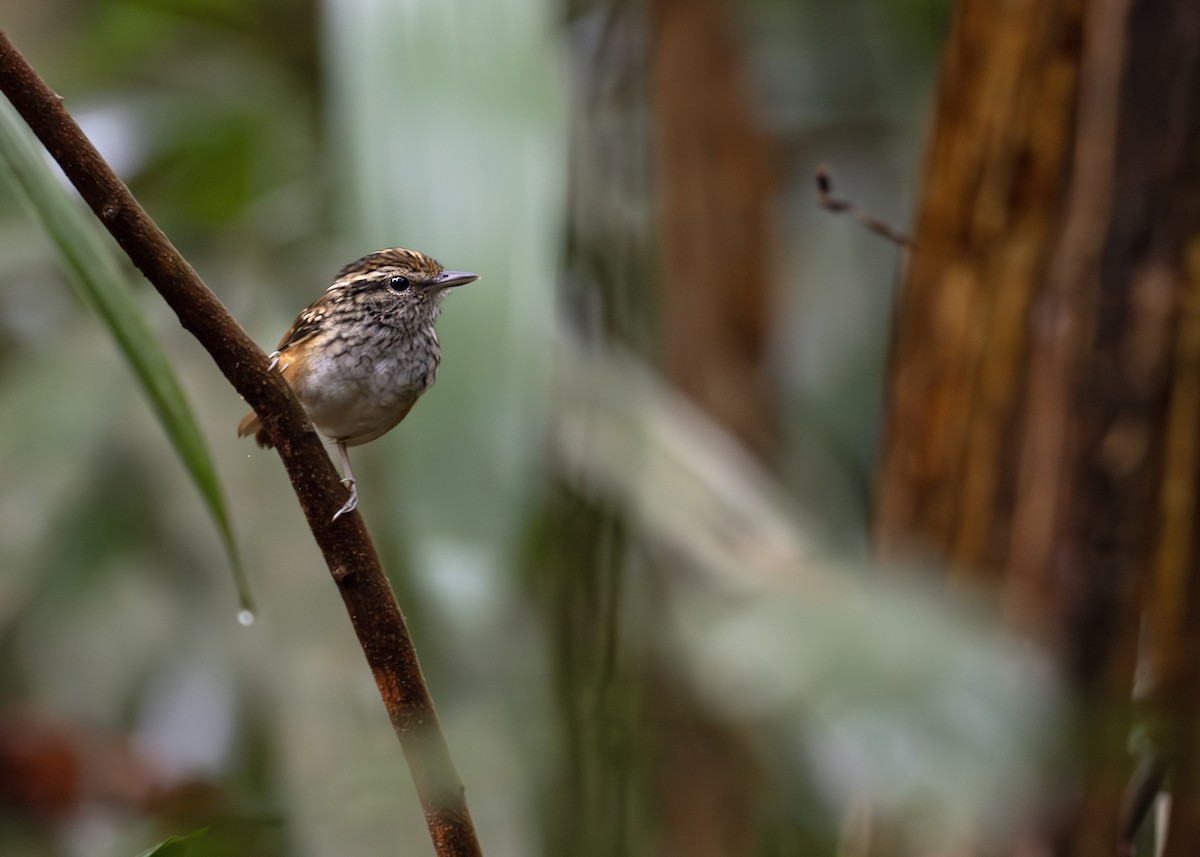 Manicore Warbling-Antbird - Caio Brito